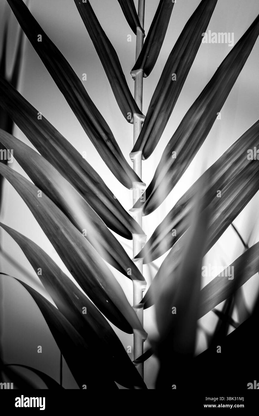 Fresh greenery Black and White Stock Photos & Images - Alamy