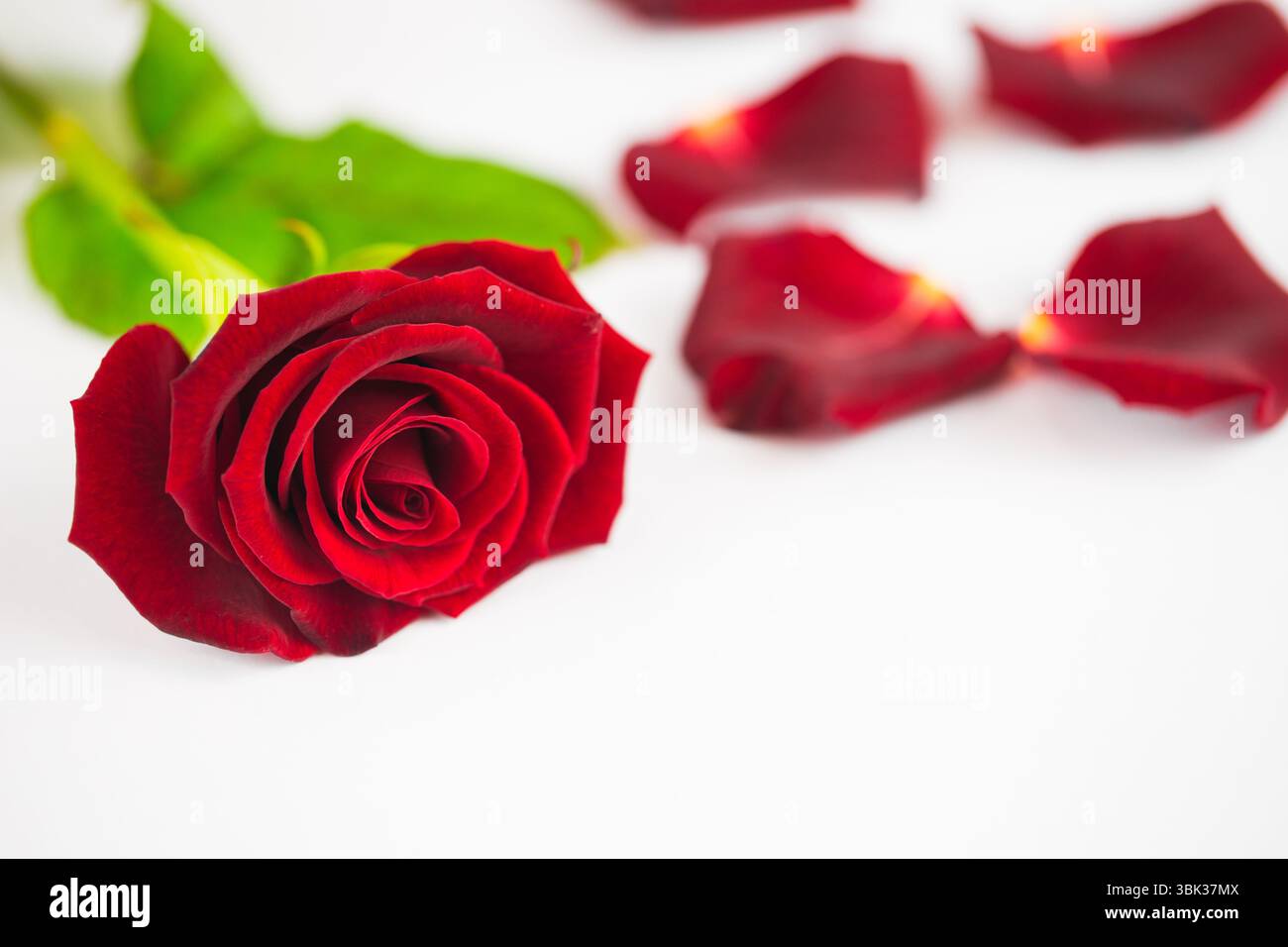 Single red rose is lying horizontally on white surface, petals scattered in minimalist flat design Stock Photo