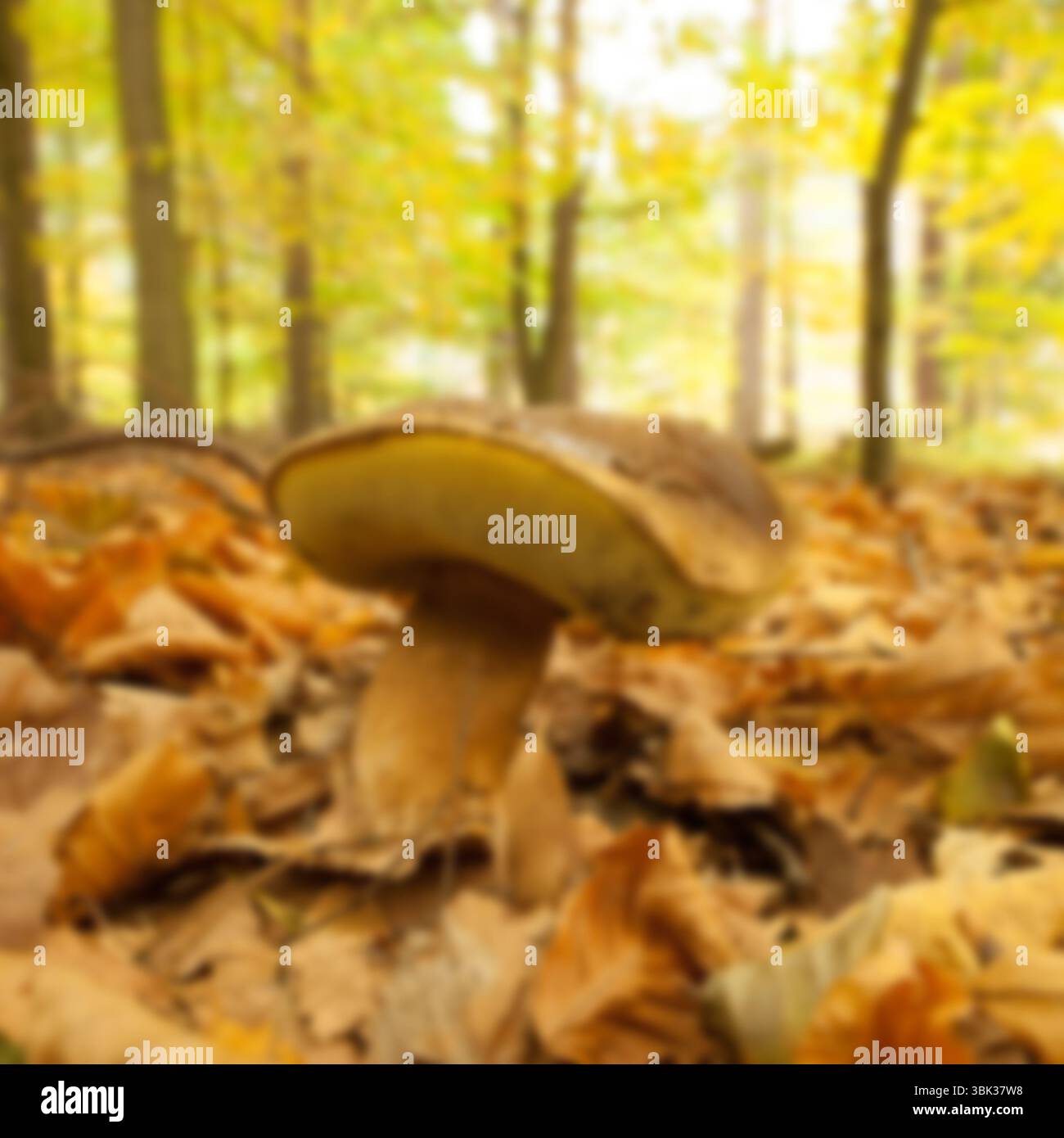 Leafy forest floor fungi hi-res stock photography and images - Alamy