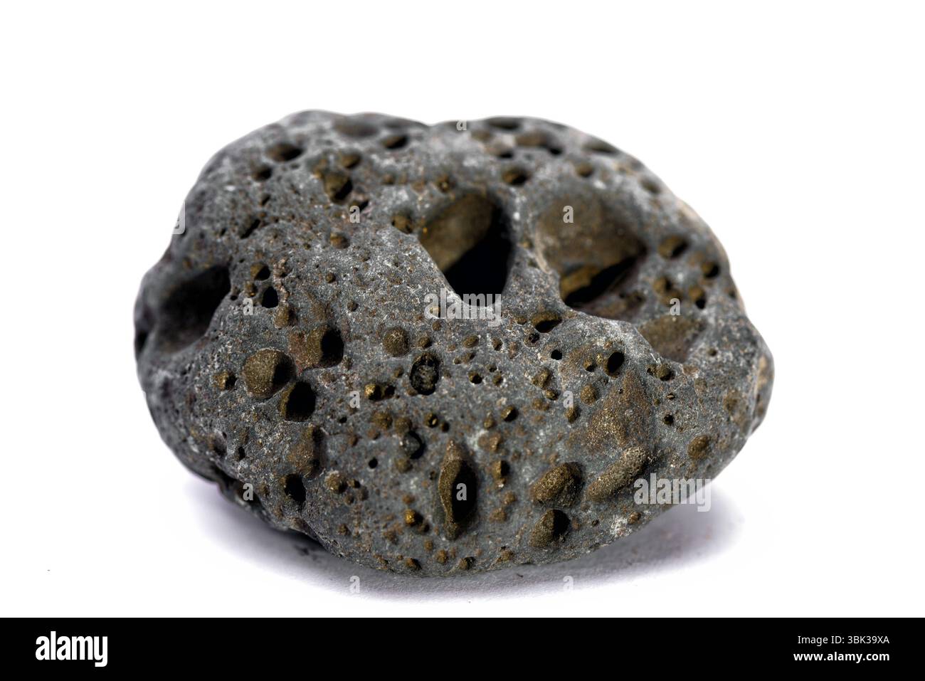 Small black white rare Cut Out Stock Images & Pictures - Alamy