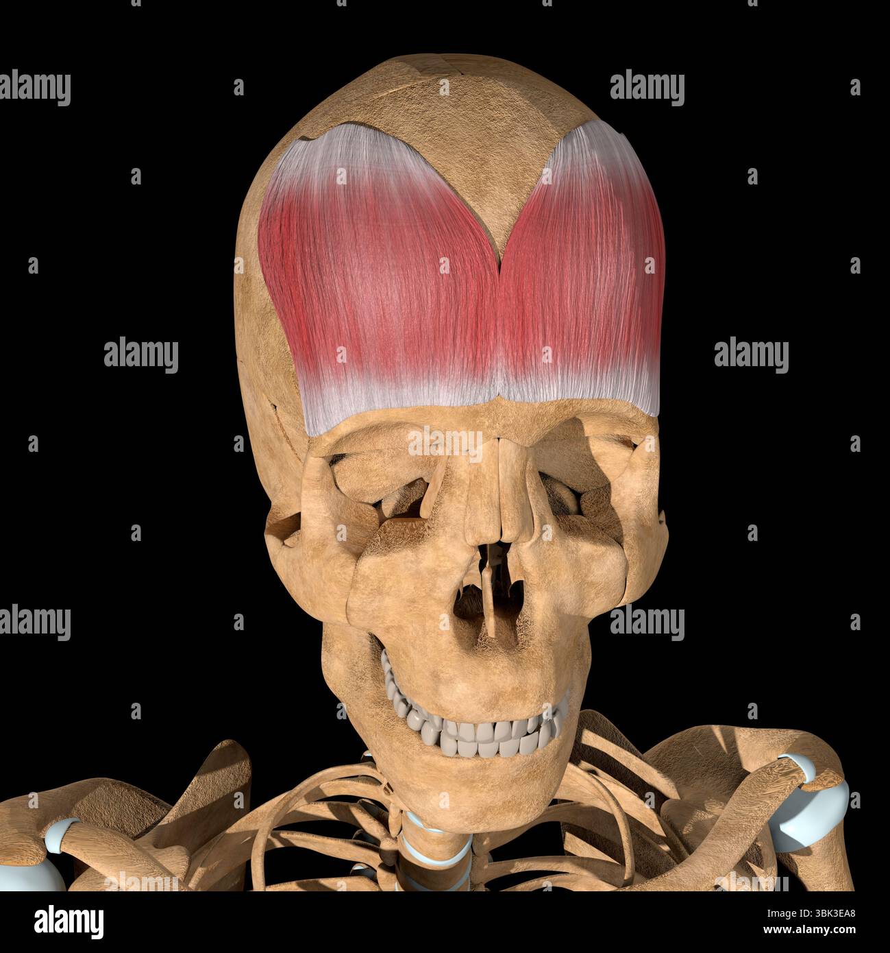 This is a 3d illustration of the frontalis muscle on skeleton Stock ...