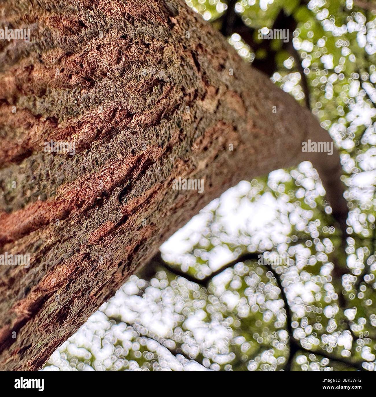 Close-up macro photography of a tree trunk with rough bark and leaves in the background. - Smartphone Captured Stock Image