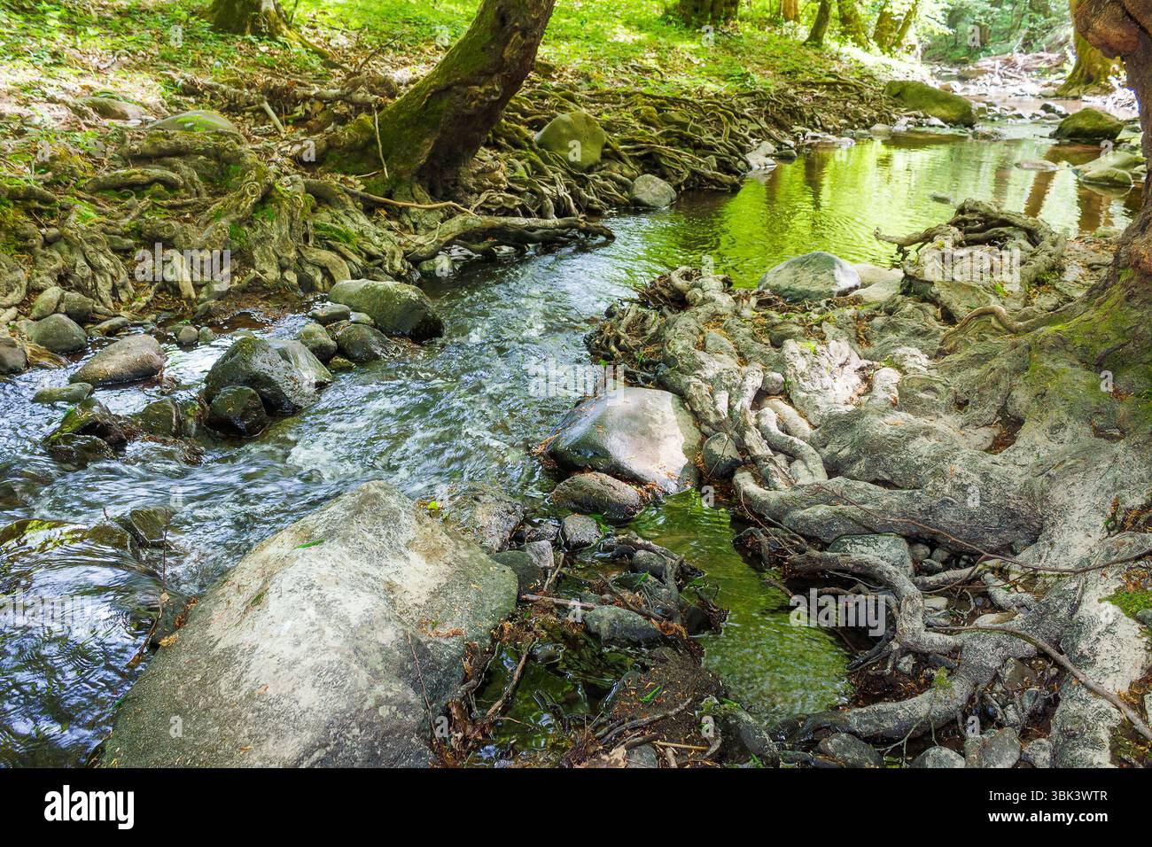 shallow creek in summer. green foliage in forest. stones in the water. outdoor adventure on a sunny day Stock Photo