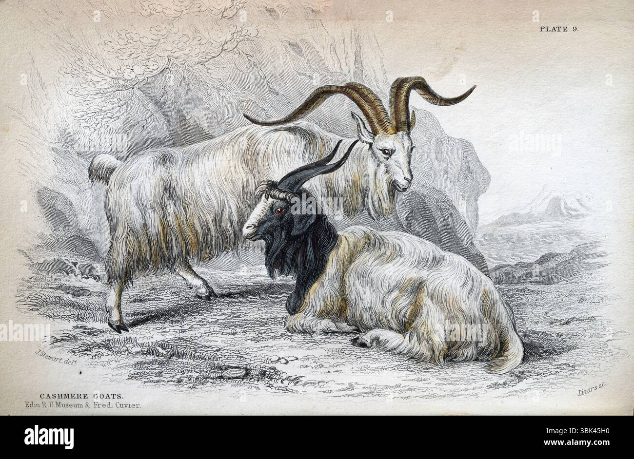 Cashmere goat, Capra hircus lanigera, Wildlife art print, 19th Century Stock Photo