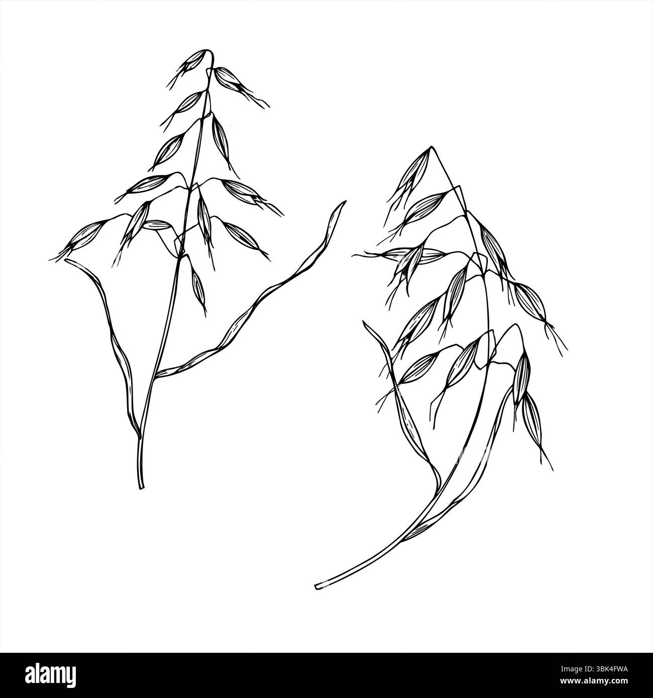 Monochrome vector illustration of wild oat painted by black inks. Meadow or field avena fatua branches etching drawing for agricultural design Stock Vector