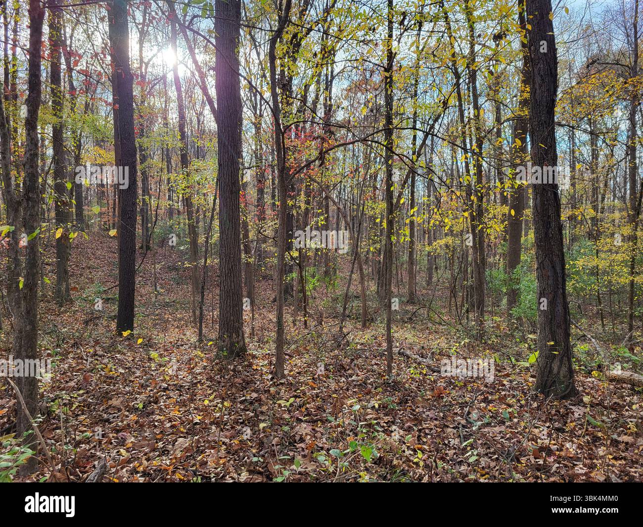 Golden light, quiet woods, and a moment to breathe. - Smartphone Captured Stock Image