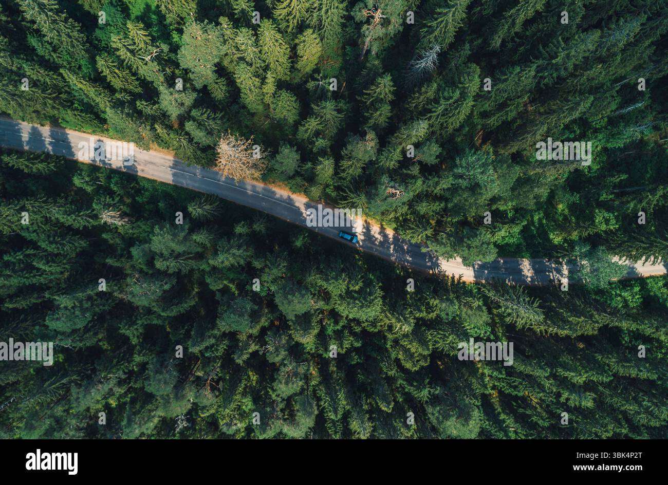 Aerial view of a car driving along a winding road through a lush green ...