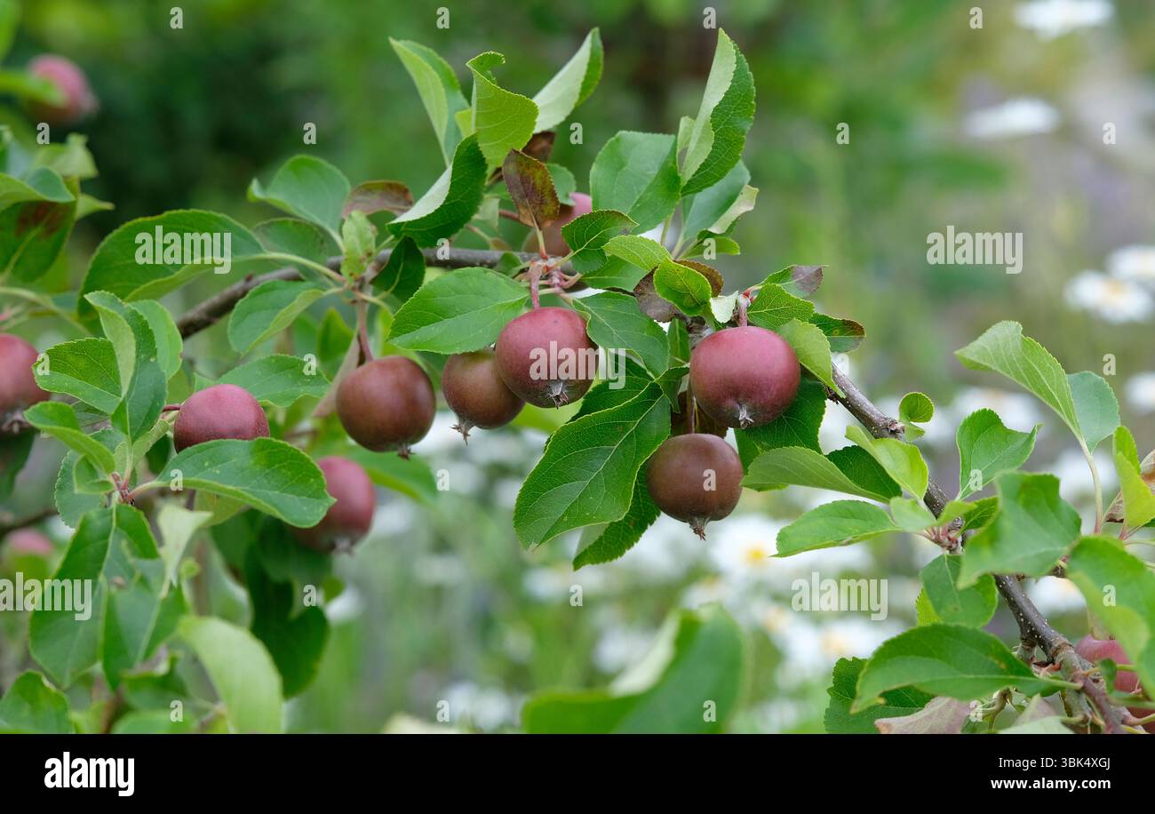 early summer apples growing on tree in an english garden, norfolk, england Stock Photo
