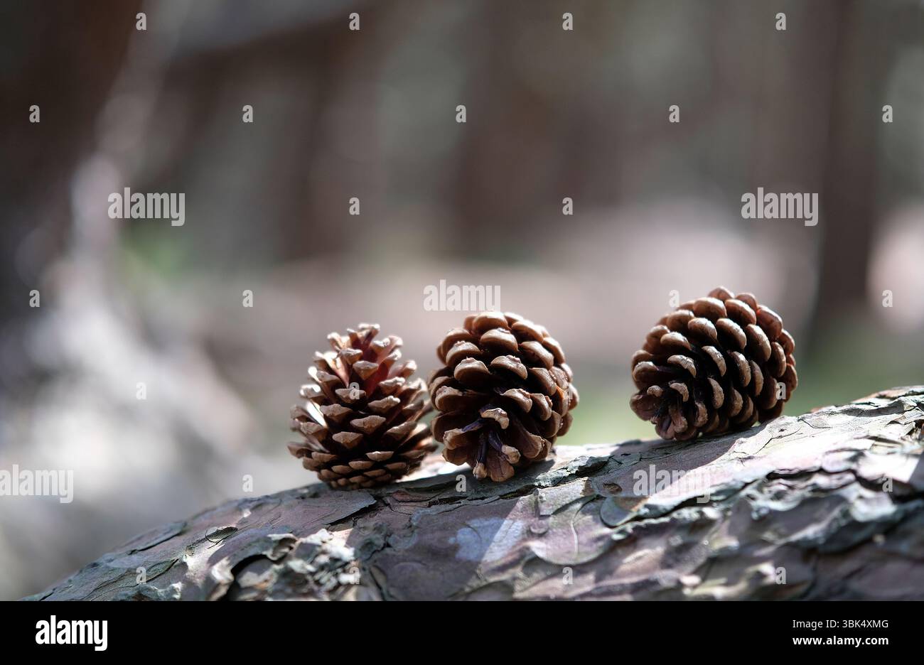 three pine cones on tree trunk bark Stock Photo
