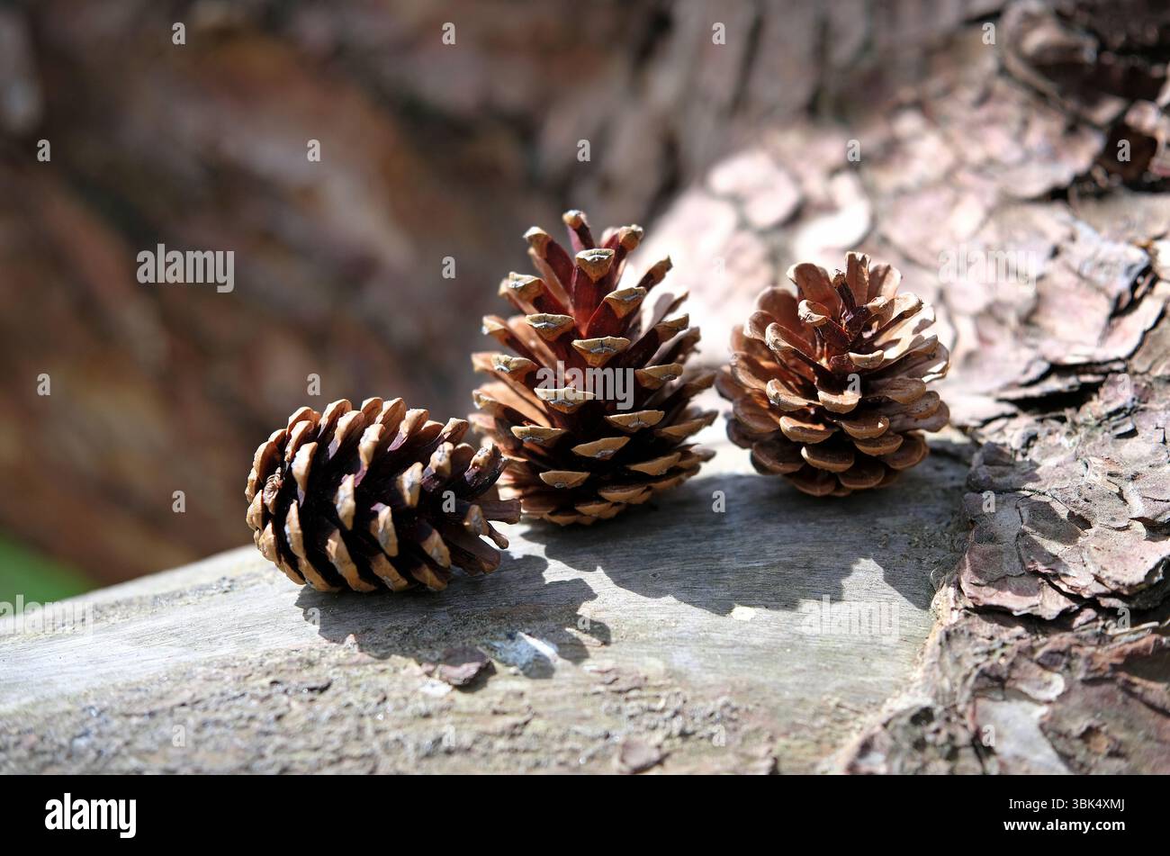 three pine cones on tree trunk bark Stock Photo