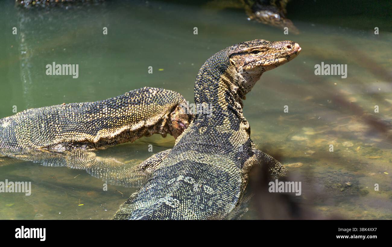 Timer Monitor Lizard Monitor lizards in asia hi-res stock photography and images - Alamy