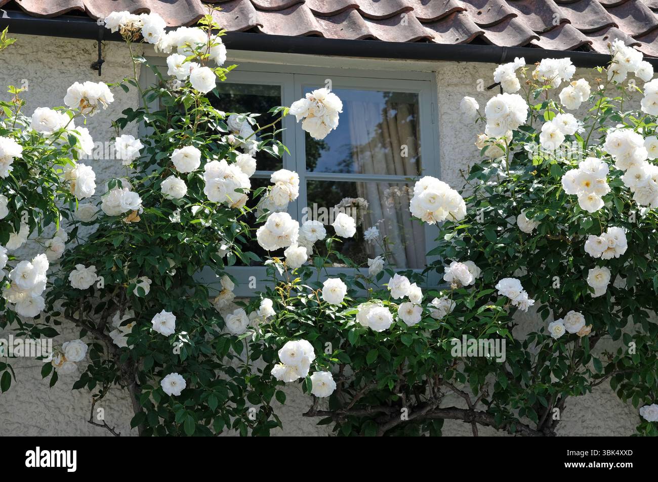 Roses garden cottage england hi-res stock photography and images - Alamy
