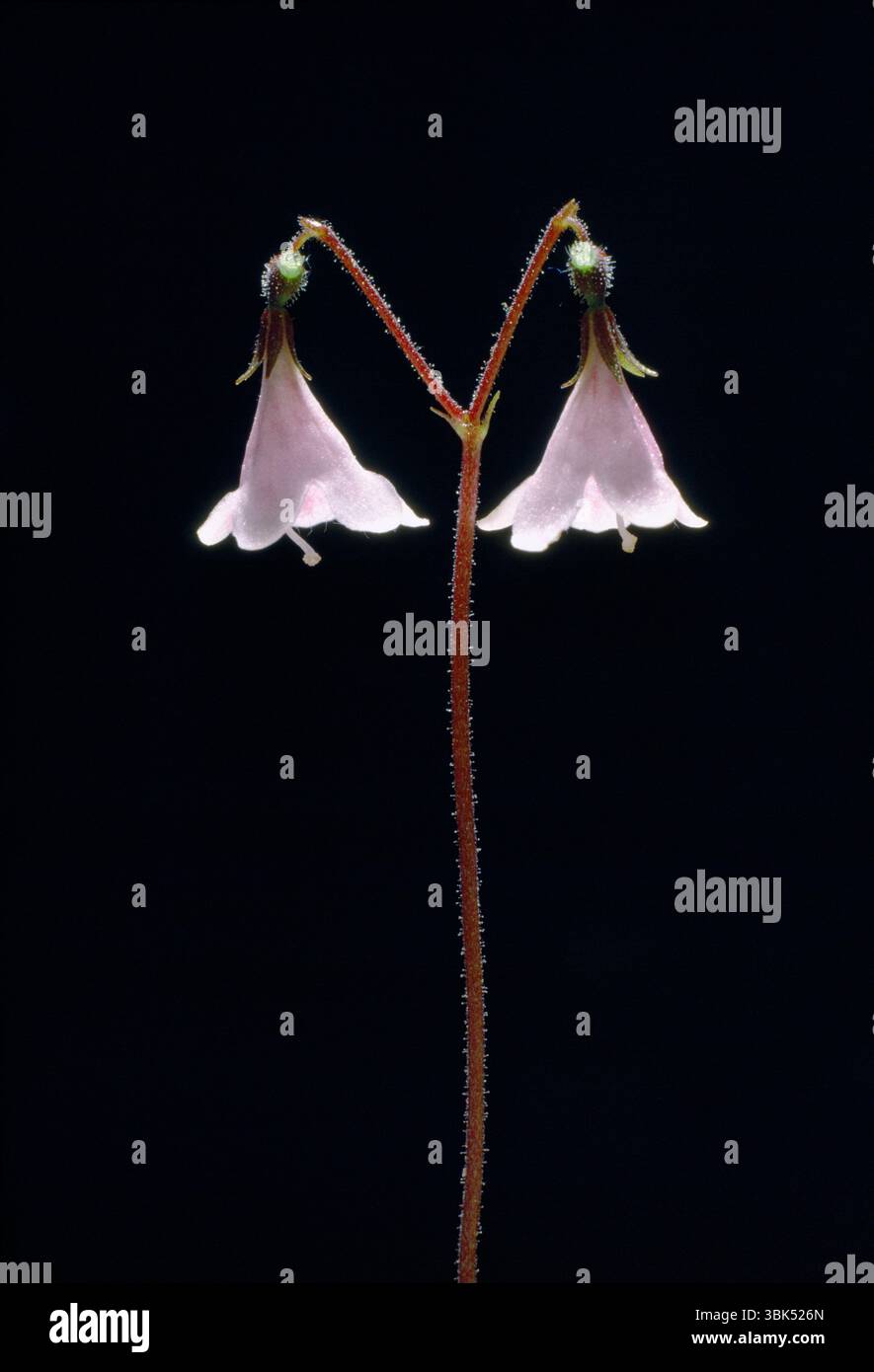 Twinflower (Linnaea borealis) close-up of single flowerhead photographed against a dark background provided by a Scots pine tree (Pinus sylvestris). Stock Photo