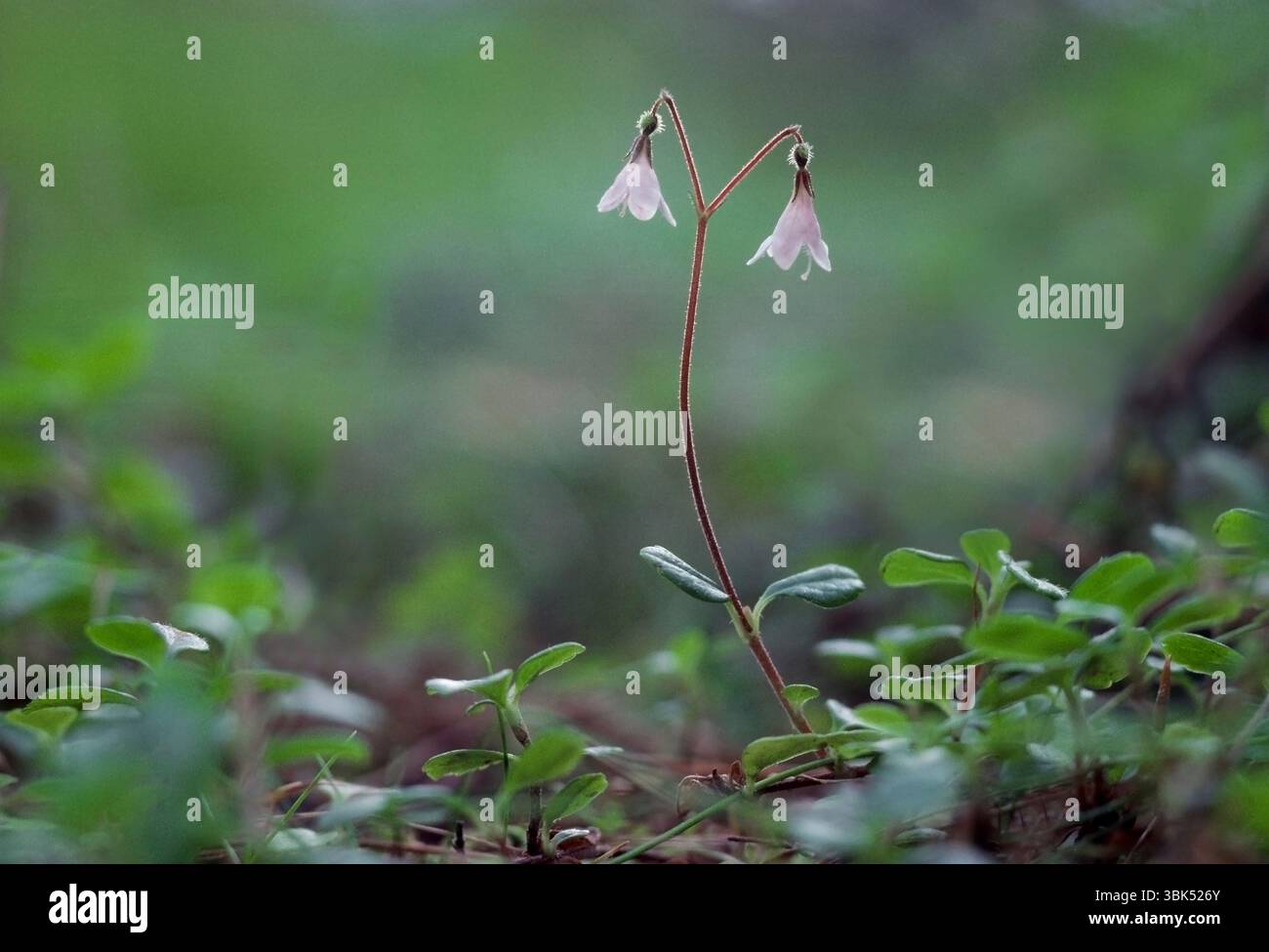 Twinflower (Linnaea borealis) close-up of single flower photographed beneath Scot's pine trees (Pinus sylvestris), Scotland Stock Photo
