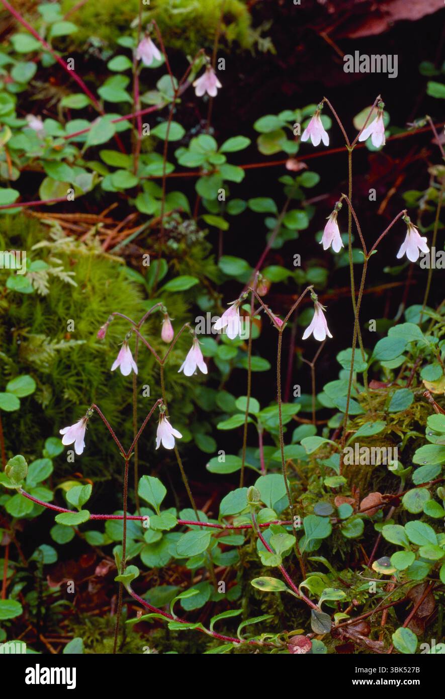 Twinflower (Linnaea borealis) close-up of group of flowers photographed beneath Scot's pine trees (Pinus sylvestris), Scotland Stock Photo