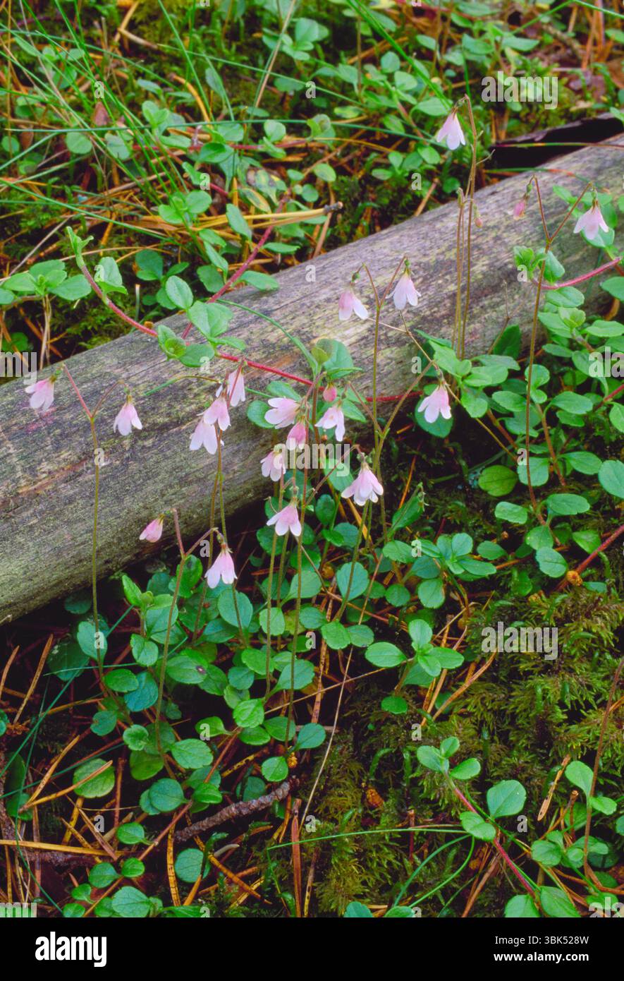 Twinflower (Linnaea borealis) close-up of group of flowers photographed beneath Scot's pine trees (Pinus sylvestris), Scotland Stock Photo