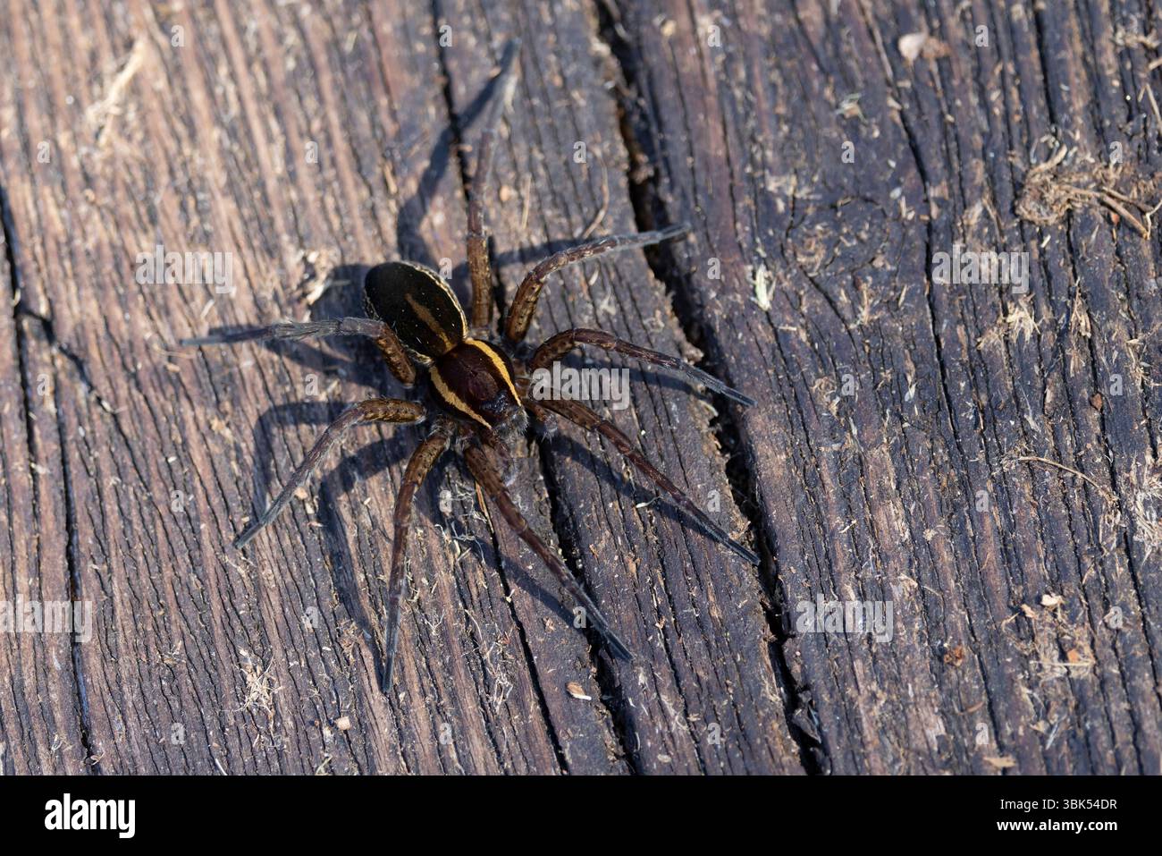 A raft spider (dolomedes fimbriatus) on ground Stock Photo - Alamy