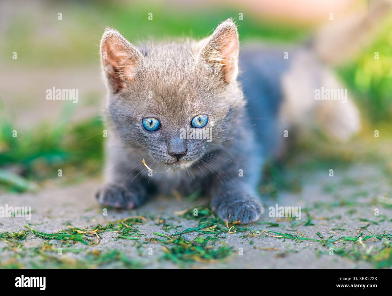 A fluffy gray kitten with bright blue eyes lies on a sunlit path, focused and alert. Ideal for pet-related campaigns, blogs, and adorable lifestyle co Stock Photo