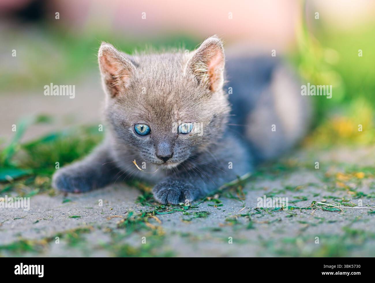 A fluffy gray kitten with bright blue eyes lies on a sunlit path, focused and alert. Ideal for pet-related campaigns, blogs, and adorable lifestyle co Stock Photo