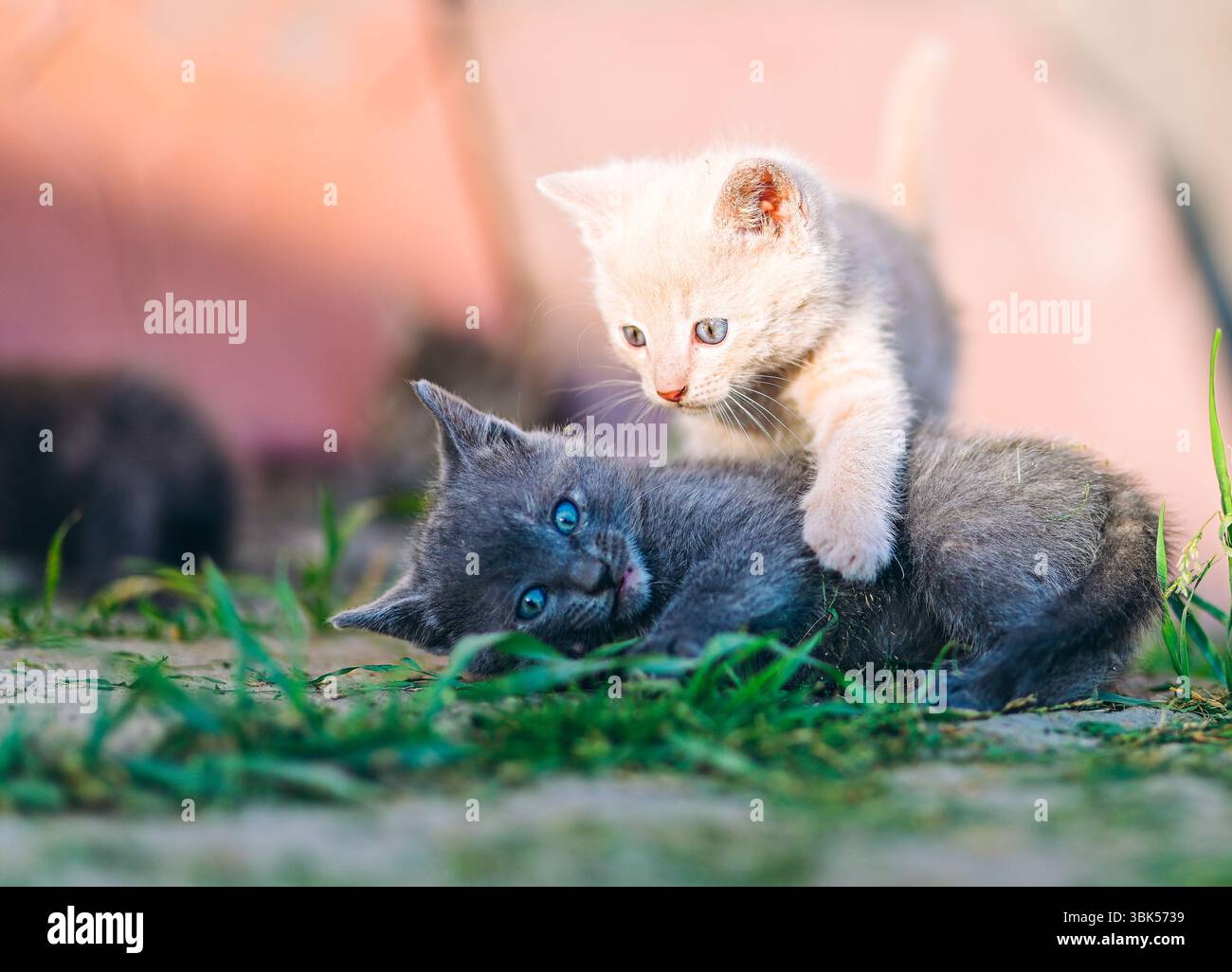 Two curious kittens explore and play in golden sunlight. Perfect for pet care, family content, and playful themes. Stock Photo