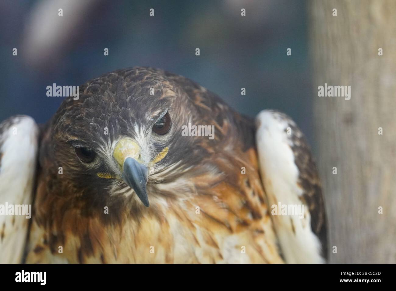 Close-up of a fierce hawk with intense eyes and sharp beak, showcasing plumage details in a natural light setting. Stock Photo