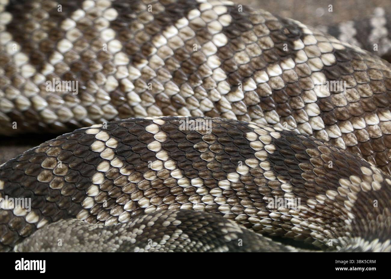 The Rattlesnake's scales - New Mexico Stock Photo - Alamy