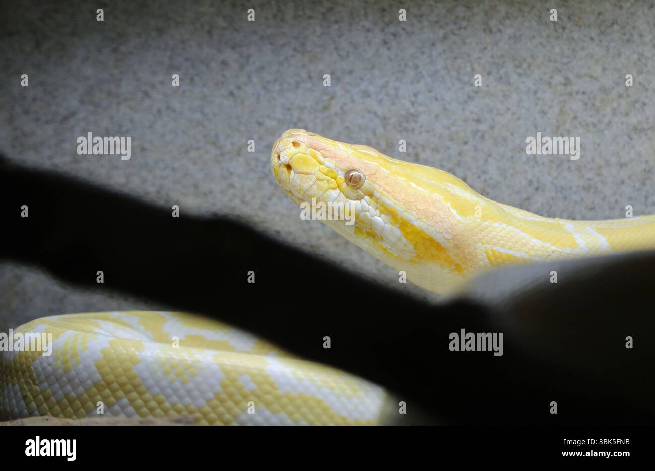Python head in profile - Albino python - New Mexico Stock Photo
