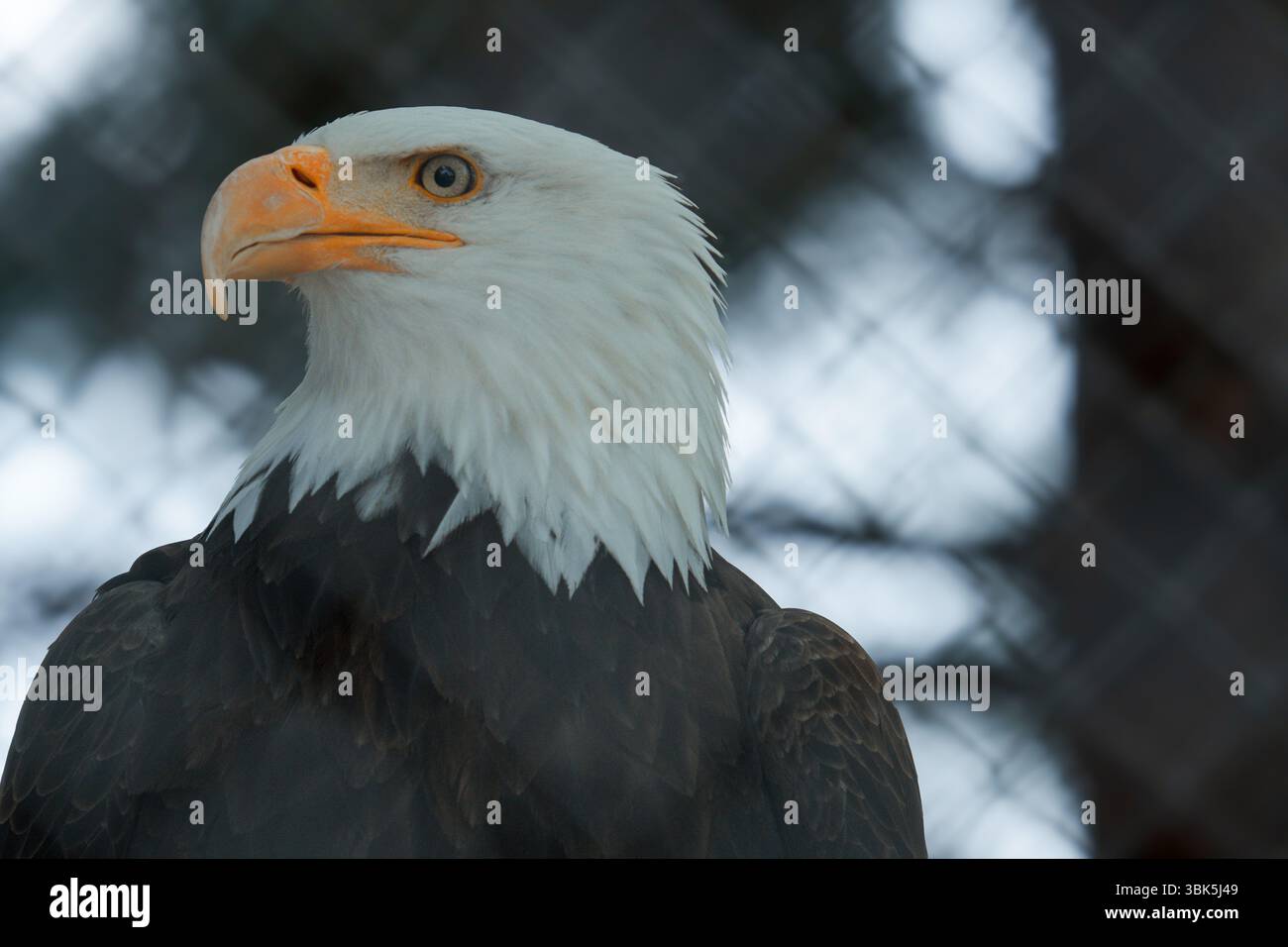 Profile of a majestic bald eagle with intense eye and hooked beak ...