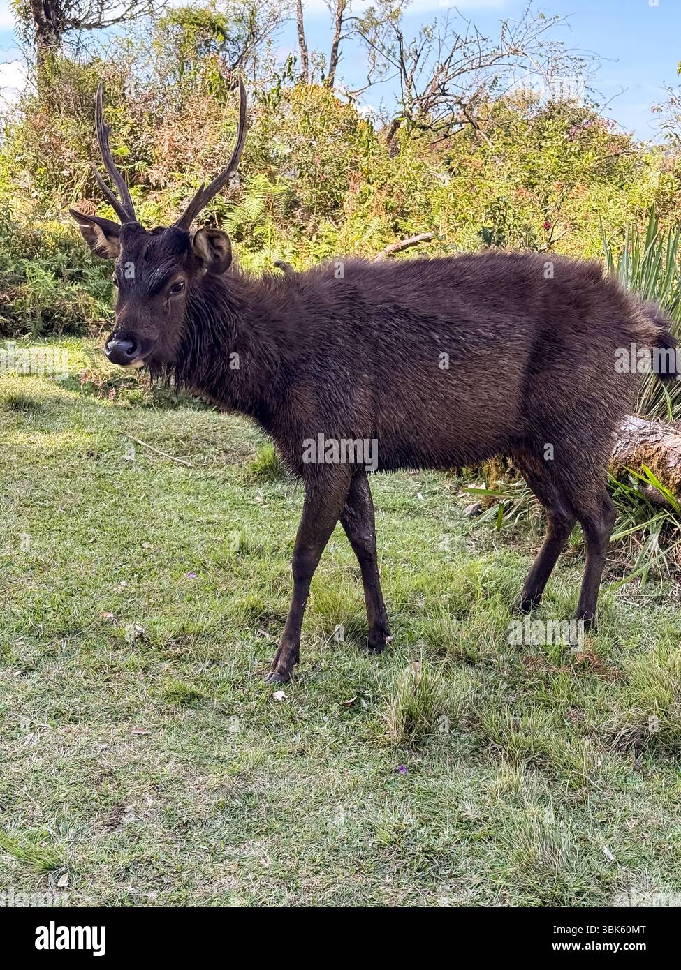 A sambar deer with muddy legs standing on grass at Horton Plains National Park, Sri Lanka. Captured in its natural forest habitat duri - Smartphone Captured Stock Image