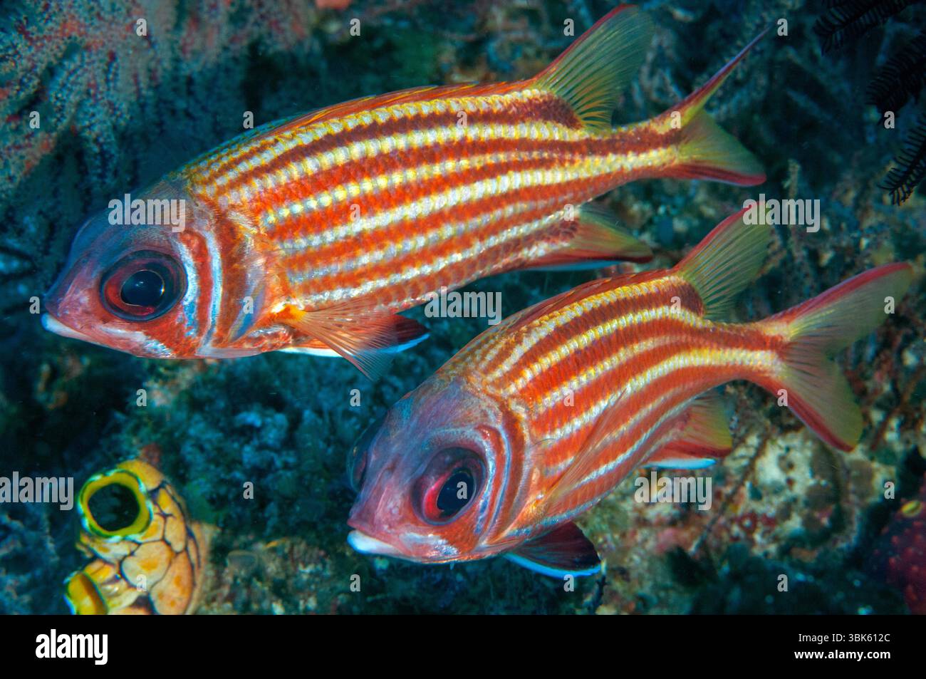 Red coat squirrelfish, Sargocentron rubrum, Raja Ampat Indonesia. Stock Photo