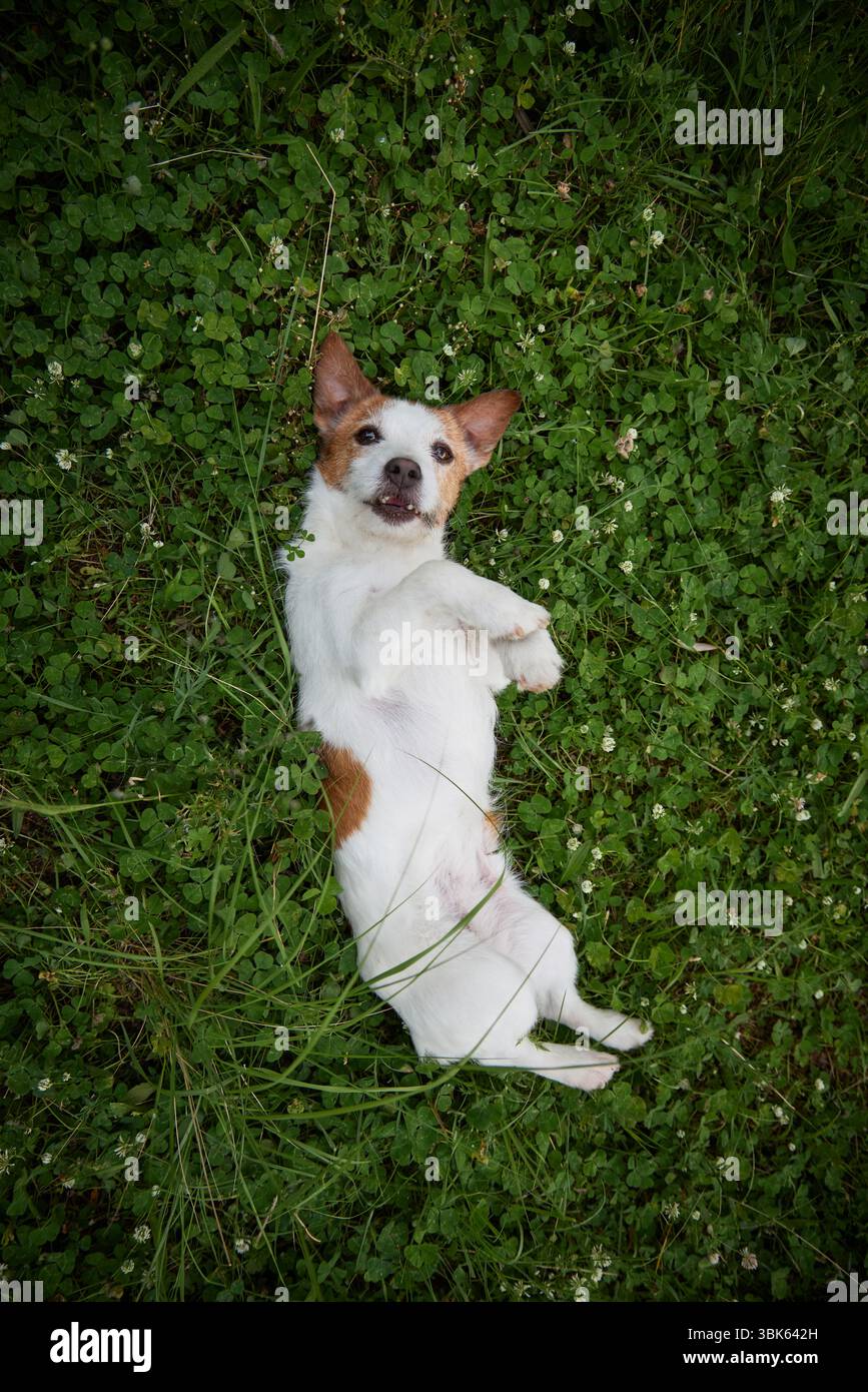 A Jack Russell Terrier lies on its back on a green lawn, photographed from above. The dog looks relaxed with its legs up and ears wide. Stock Photo
