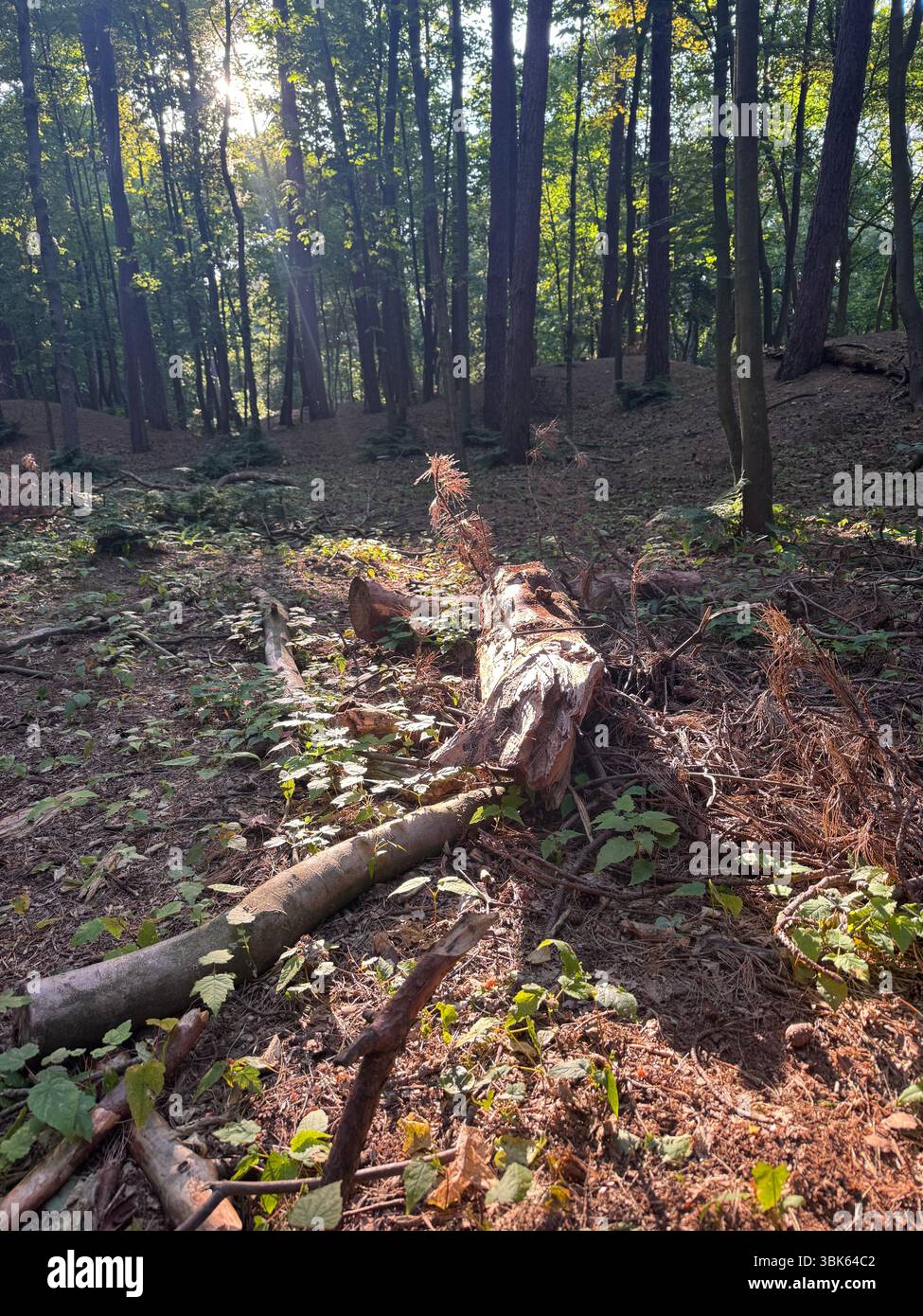 Woods - Smartphone Captured Stock Image