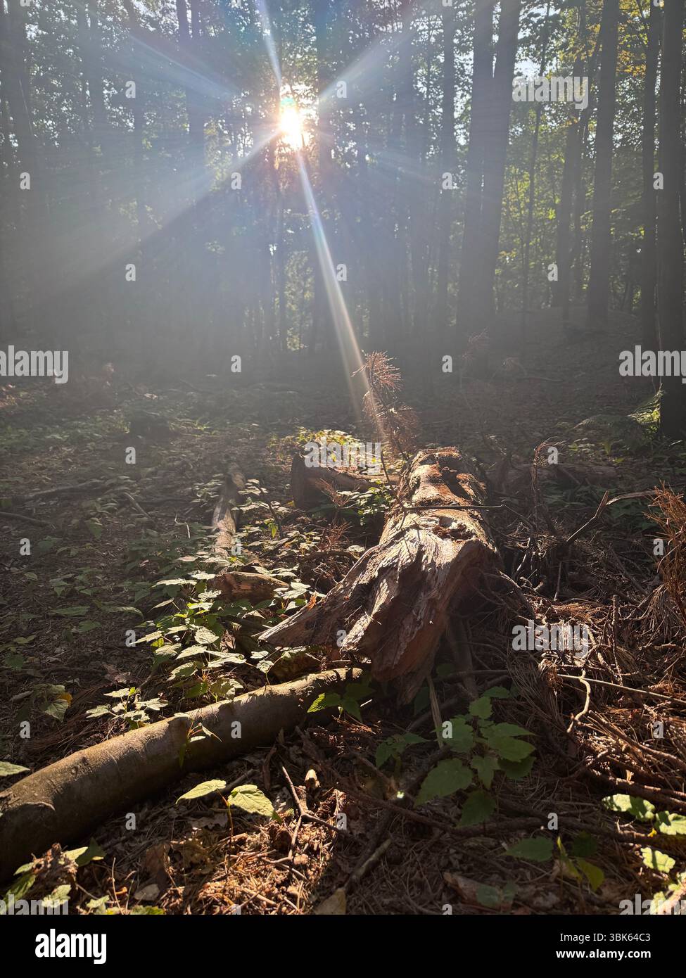 Woods - Smartphone Captured Stock Image