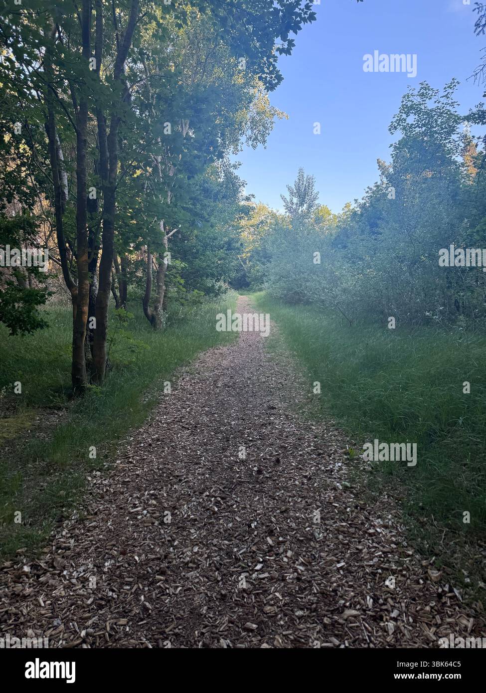 Woods - Smartphone Captured Stock Image