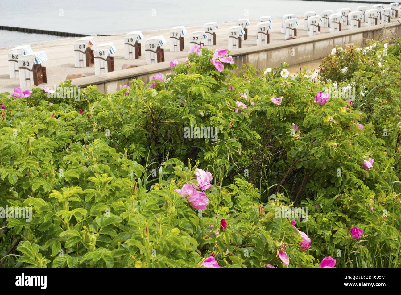 Potato rose (Rosa rugosa), apple rose, beach chairs, beach, Baltic Sea ...