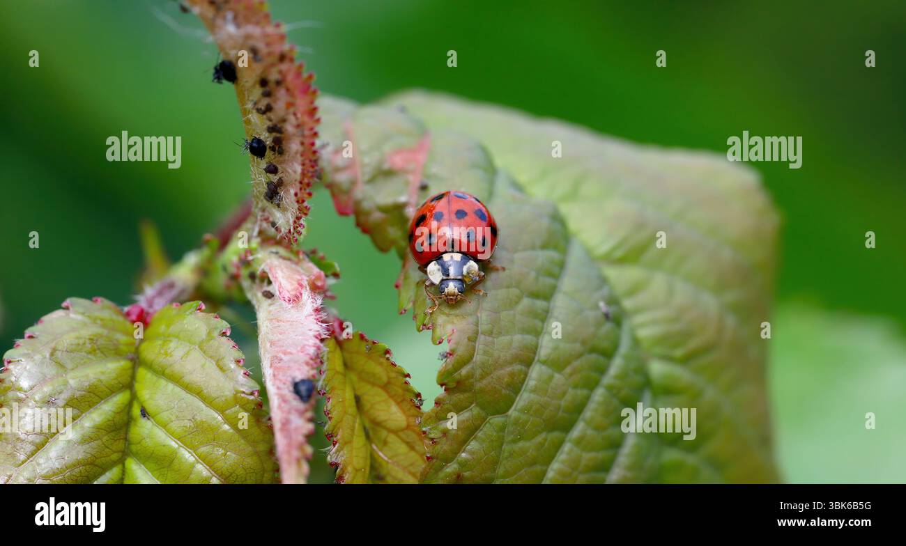 Harlequin Ladybird Harmonia axyridis on a leaf with the plant pests on which it feeds, aphids. Stock Photo