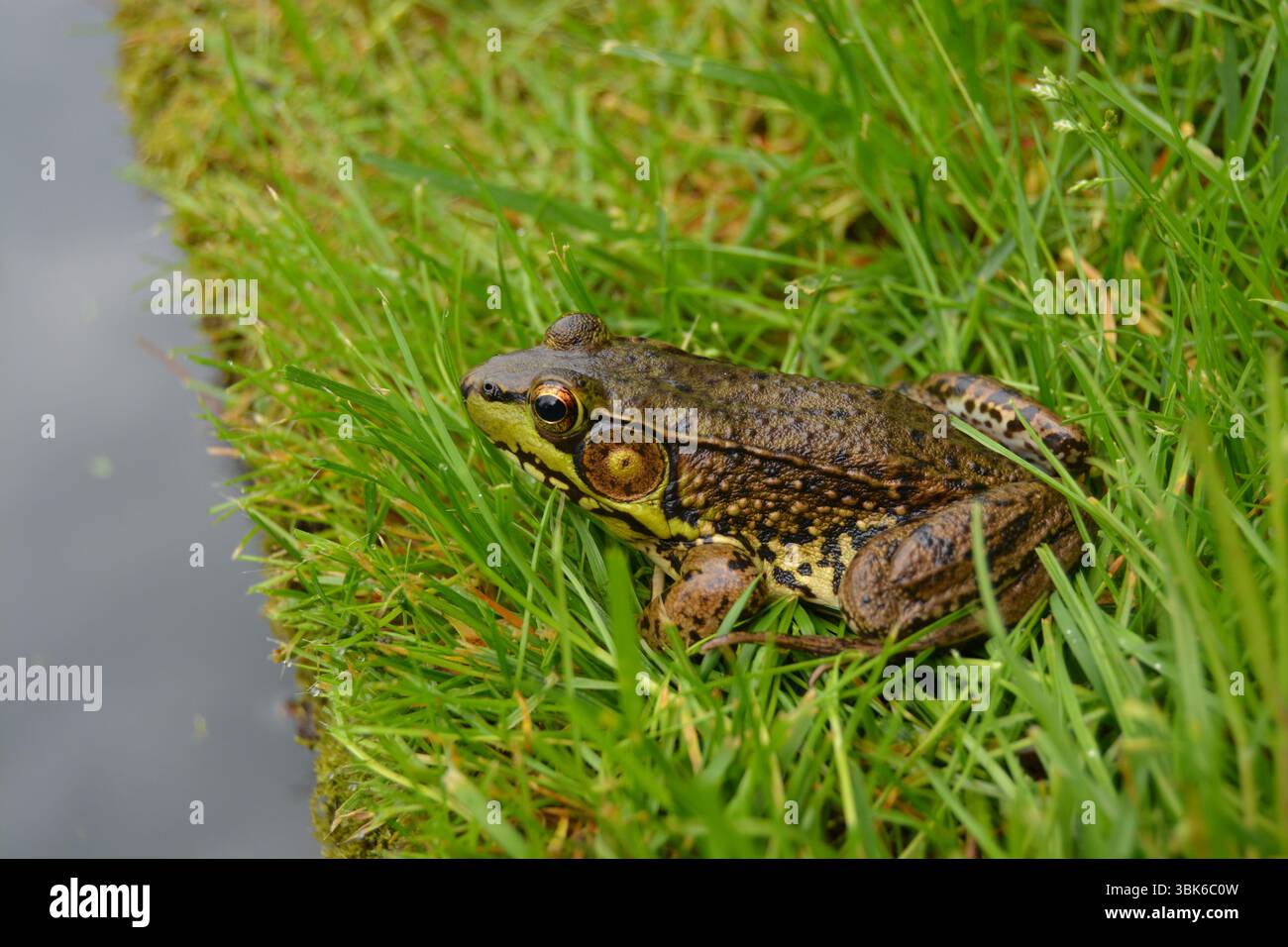 Lithobates clamitans hi-res stock photography and images