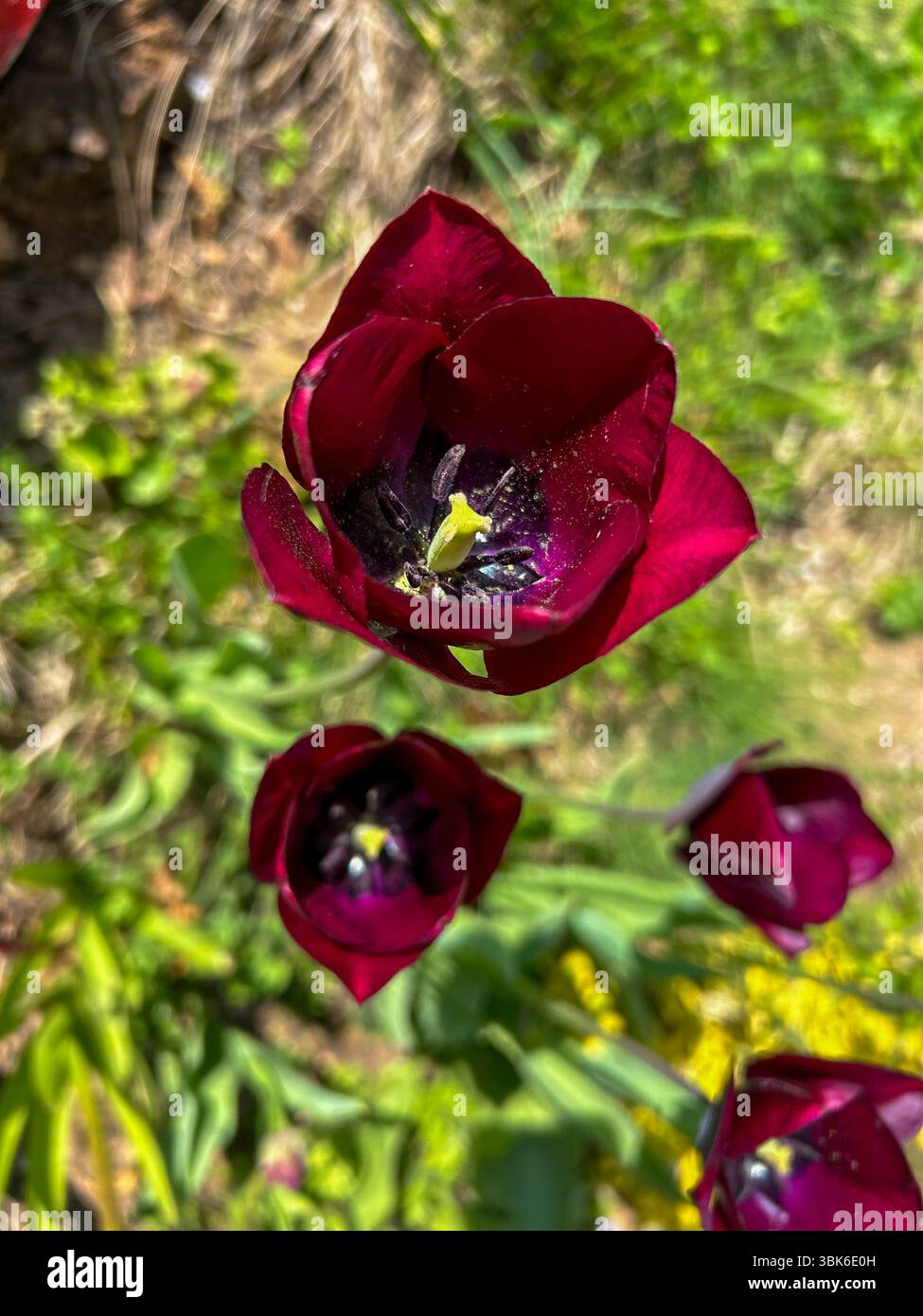 Close-up of a vibrant red tulip in full bloom, standing tall in a garden with a scenic blurred mountain background on a bright spring day. - Smartphone Captured Stock Image