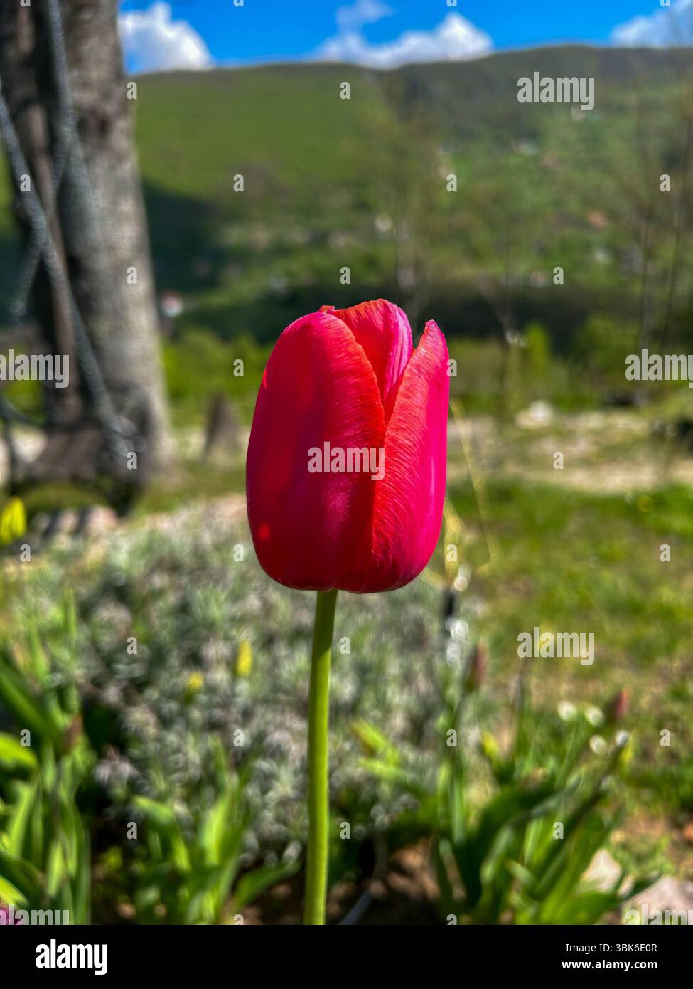 Close-up of blooming deep red tulips in a spring garden, with detailed view of petals and stamens under natural sunlight. - Smartphone Captured Stock Image