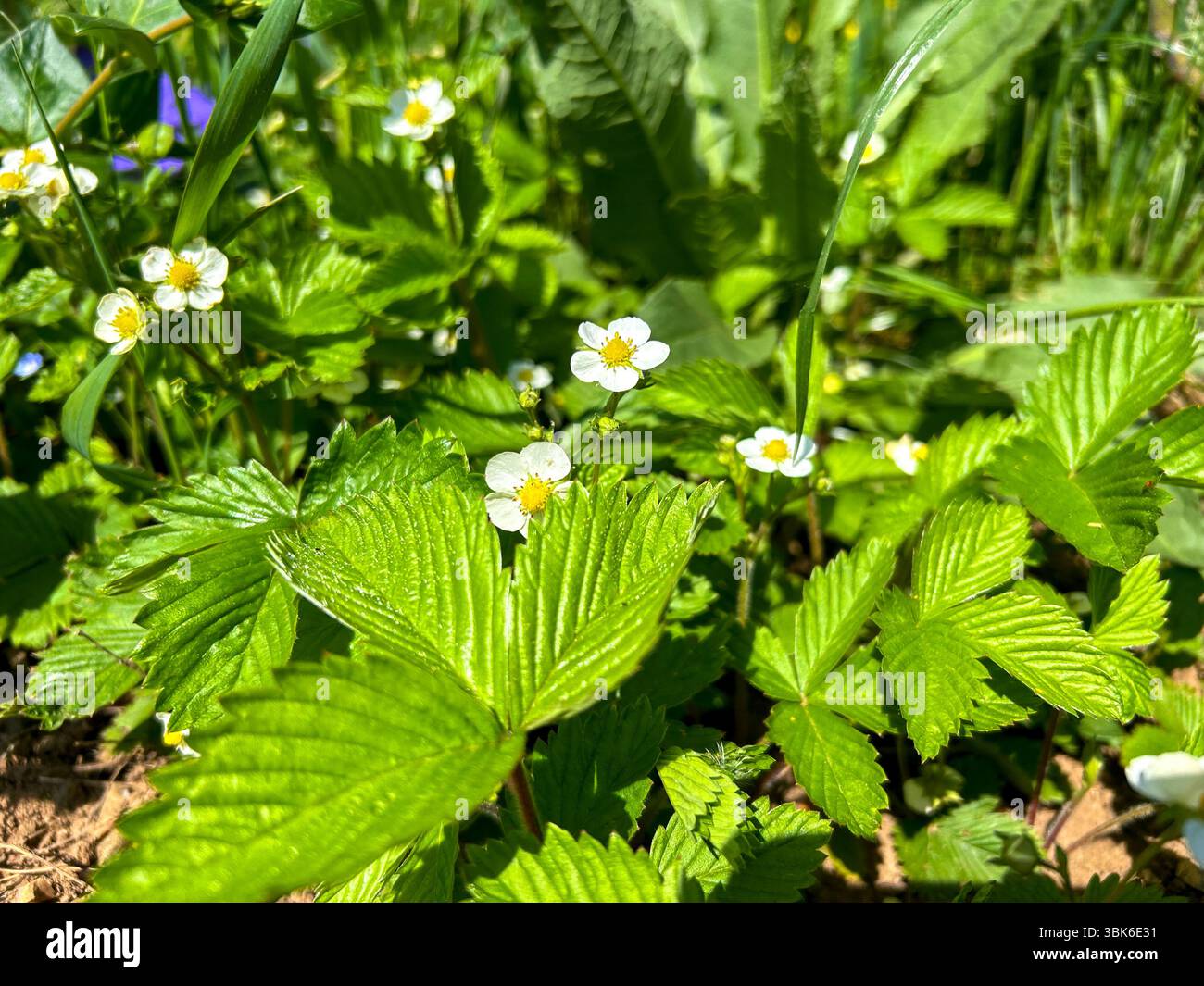 Close-up of wild strawberry plants with small white flowers and lush green leaves growing in a sunny forest clearing in spring. - Smartphone Captured Stock Image