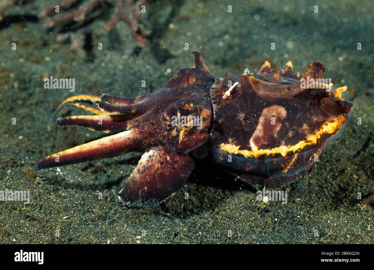 The flamboyant cuttlefish (Metasepia pfefferi) walks over sandy seafloor, flashing vivid warning colors. This photo was taken near the Lembeh Strait, Stock Photo