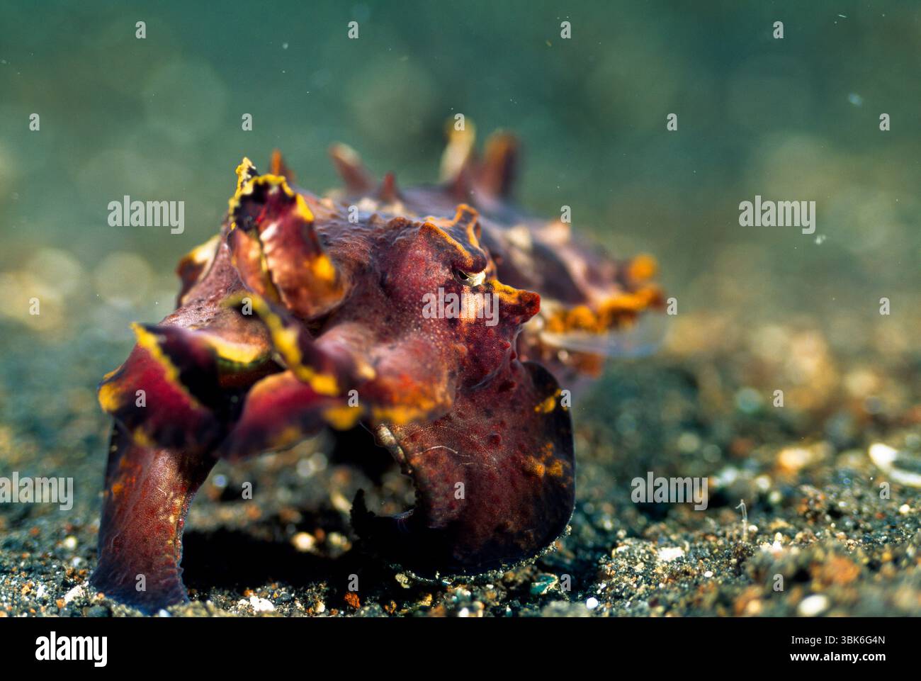 The flamboyant cuttlefish (Metasepia pfefferi) walks over sandy seafloor, flashing vivid warning colors. This photo was taken near the Lembeh Strait, Stock Photo