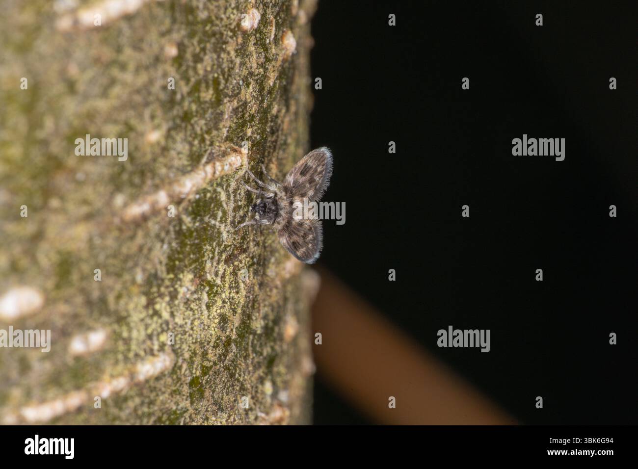 Kandinis uodelis Clogmia albipunctata Family Psychodidae Genus Clogmia ...