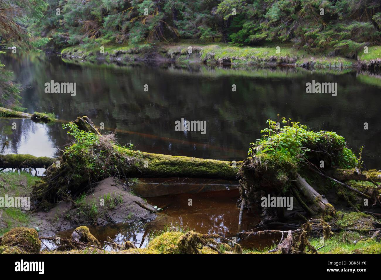 The Yakoun river winds through old growth temperate rain forest on Haida Gwaiii Island - British Columbia, Canada Stock Photo