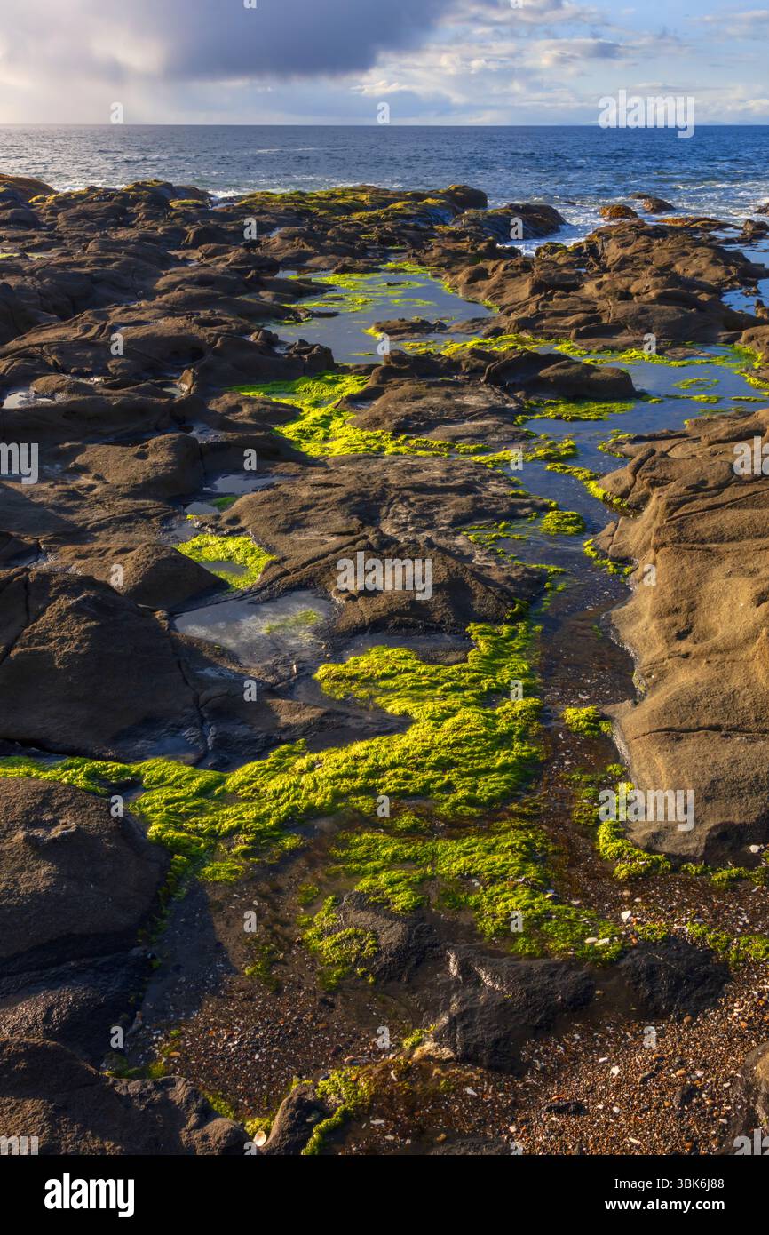 Volcanic rock meets the ocean at Tow Hill in Naikon Provincial Park on Haida Gwaiii Island - British Columbia, Canada Stock Photo