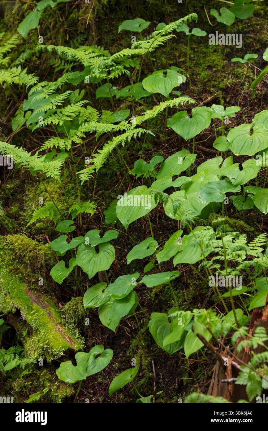 Ferns and other native plants  florish in the temperate rainforest  on Haida Gwaiii Island - British Columbia, Canada Stock Photo