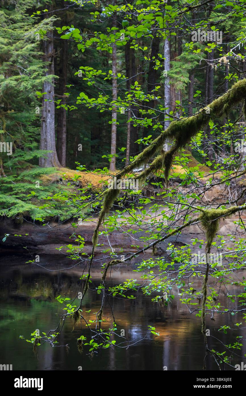 The Yakoun river winds through old growth temperate rainforest on Haida Gwaiii Island - British Columbia, Canada Stock Photo