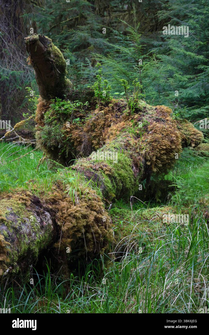 A fallen log creates an ecosystem in the  old growth temperate rain forest on Haida Gwaiii Island - British Columbia, Canada Stock Photo