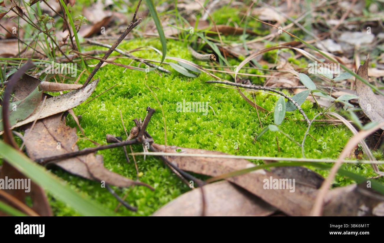 Bright green moss patch growing on eucalyptus forest floor among dry leaves Stock Photo
