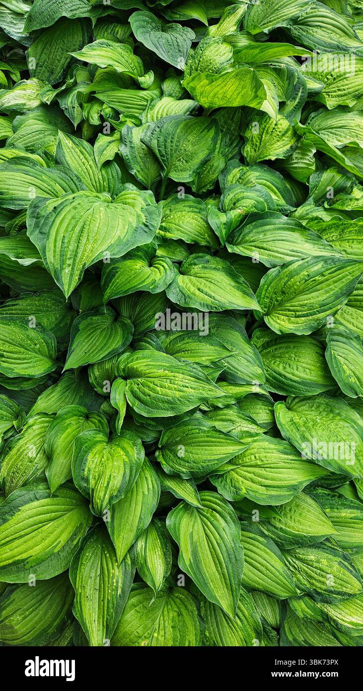 Lush Green Leaves – Eco Nature Background - Smartphone Captured Stock Image